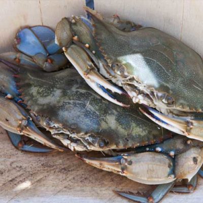 Buy Maryland Blue Crabs Online| Cameron's Seafood